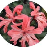 Pelargonium Kusamono 27