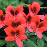 Pelargonium Aurore Unique in vaso