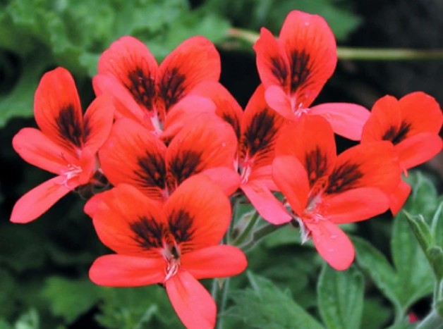 Pelargonium Aurore Unique in vaso