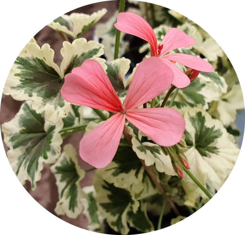 Pelargonium Ansbrook mulberry blotch in vaso