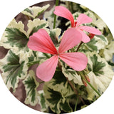 Pelargonium Ansbrook mulberry blotch in vaso