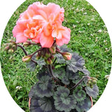 Pelargonium Memento miniatura vaso 10