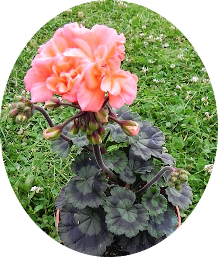 Pelargonium Memento miniatura vaso 10