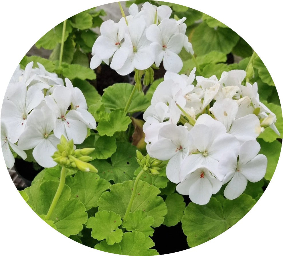Pelargonium Sunridge Moonlight (zonale aurea)