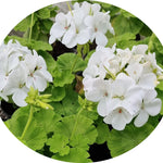 Pelargonium Sunridge Moonlight (zonale aurea)