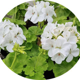 Pelargonium Sunridge Moonlight (zonale aurea)