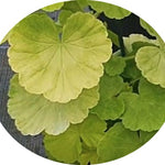 Pelargonium Sunridge Moonlight (zonale aurea)