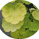 Pelargonium Sunridge Moonlight (zonale aurea)