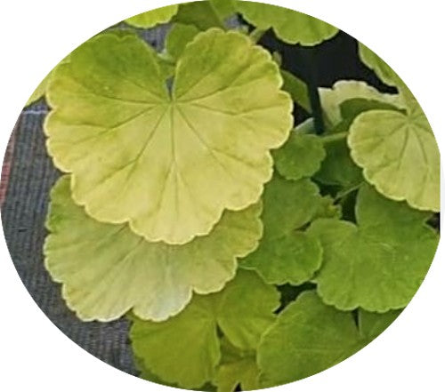 Pelargonium Sunridge Moonlight (zonale aurea)