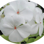 Pelargonium Sunridge Moonlight (zonale aurea)