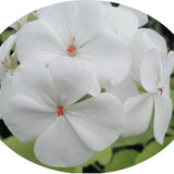Pelargonium Sunridge Moonlight (zonale aurea)