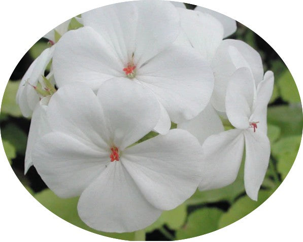 Pelargonium Sunridge Moonlight (zonale aurea)