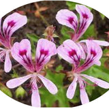 Pelargonium Sublignosum (profumo fragola)
