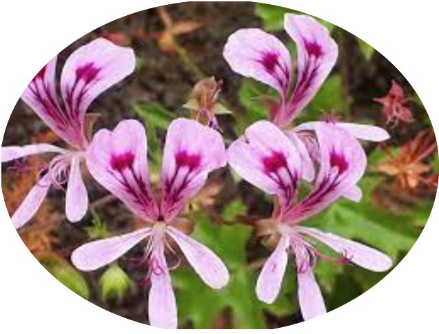 Pelargonium Sublignosum (profumo fragola)