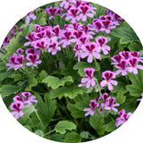 Pelargonium Gin Fitz  odoroso (limone)
