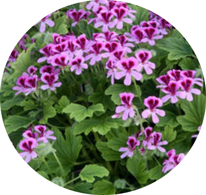 Pelargonium Gin Fitz  odoroso (limone)