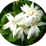 Pelargonium Noel  (zonale digittato)