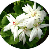 Pelargonium Noel  (zonale digittato)
