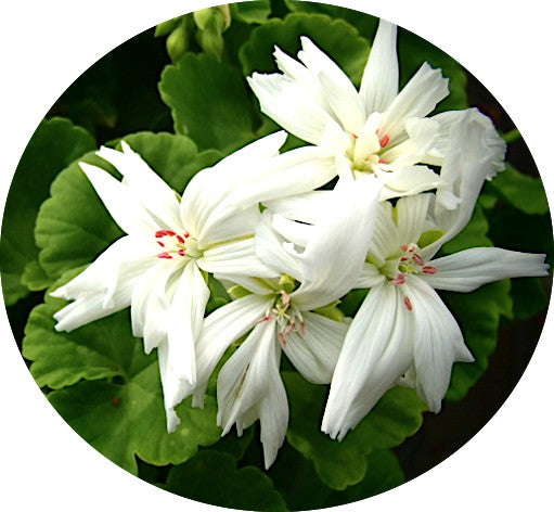 Pelargonium Noel  (zonale digittato)