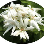 Pelargonium Noel  (zonale digittato)