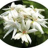 Pelargonium Noel  (zonale digittato)