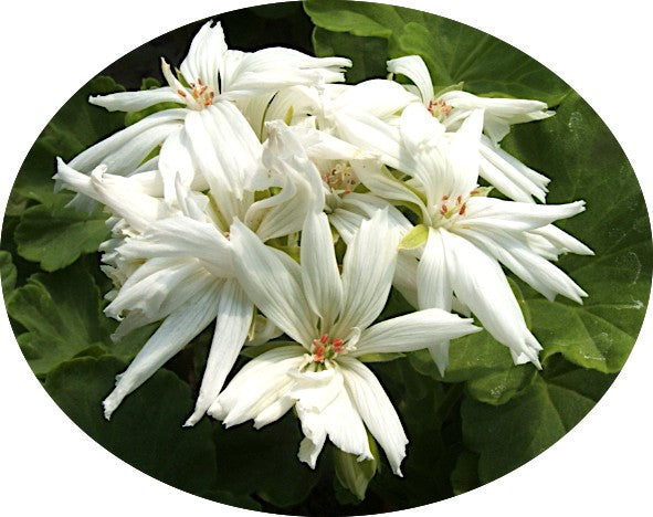 Pelargonium Noel  (zonale digittato)