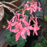 Pelargonium Salmon (zonale stellare)