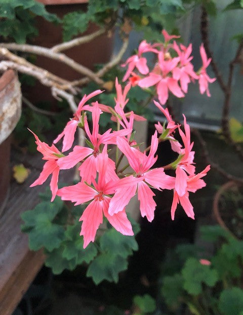 Pelargonium Salmon (zonale stellare)