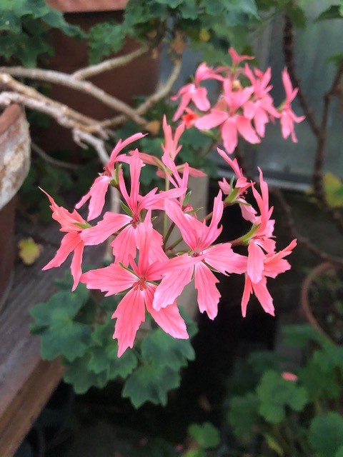 Pelargonium Salmon (zonale stellare)