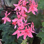 Pelargonium Salmon (zonale stellare)