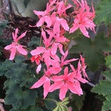 Pelargonium Salmon (zonale stellare)