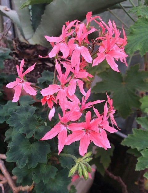 Pelargonium Salmon (zonale stellare)
