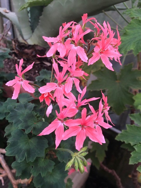 Pelargonium Salmon (zonale stellare)