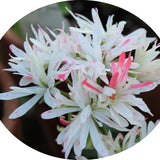 Pelargonium little spikey (zonale stellare miniatura))