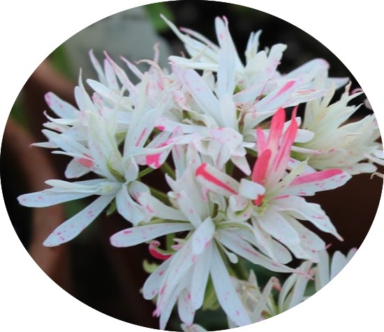 Pelargonium little spikey (zonale stellare miniatura))