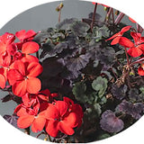 Pelargonium Red Vesuvius (zonale nano)