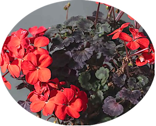 Pelargonium Red Vesuvius (zonale nano)