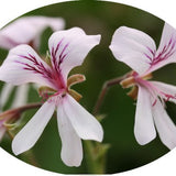 Pelargonium Glemham odoroso (Agrumi)