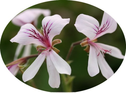 Pelargonium Glemham odoroso (Agrumi)