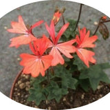 Pelargonium Nettle Combe (zonale stellare miniatura)