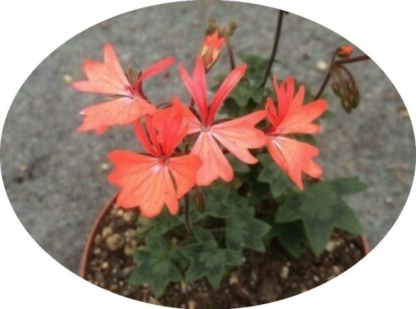 Pelargonium Nettle Combe (zonale stellare miniatura)