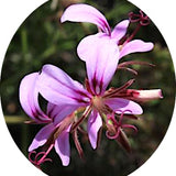 Pelargonium Multicaule (specie.)