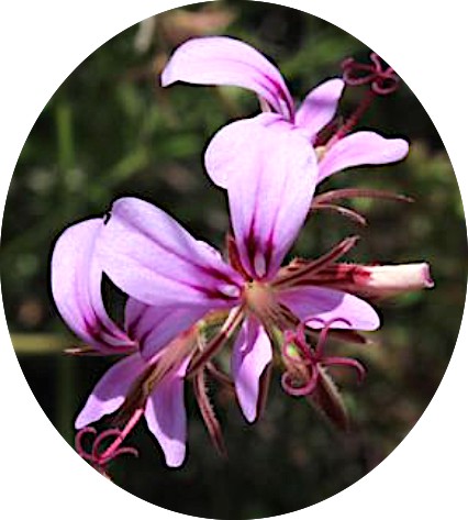 Pelargonium Multicaule (specie.)