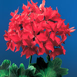 Pelargonium Firework Scarlet (zonale stellare)