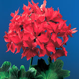 Pelargonium Firework Scarlet (zonale stellare)