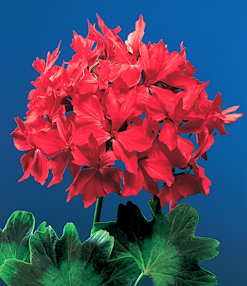 Pelargonium Firework Scarlet (zonale stellare)