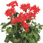Pelargonium Firework Scarlet (zonale stellare)
