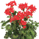 Pelargonium Firework Scarlet (zonale stellare)