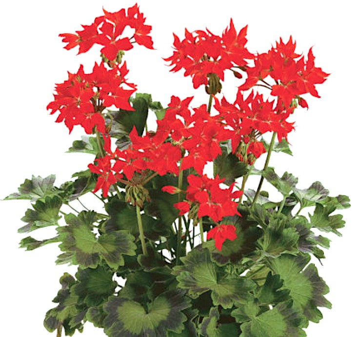 Pelargonium Firework Scarlet (zonale stellare)