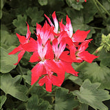 Pelargonium Firework Redwhite (zonale stellare)